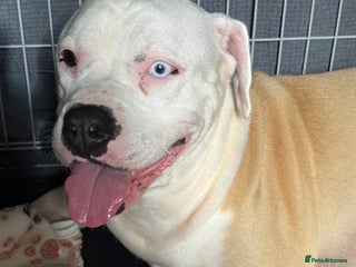 American Bulldog dogs American bulldog puppies - Advert 3