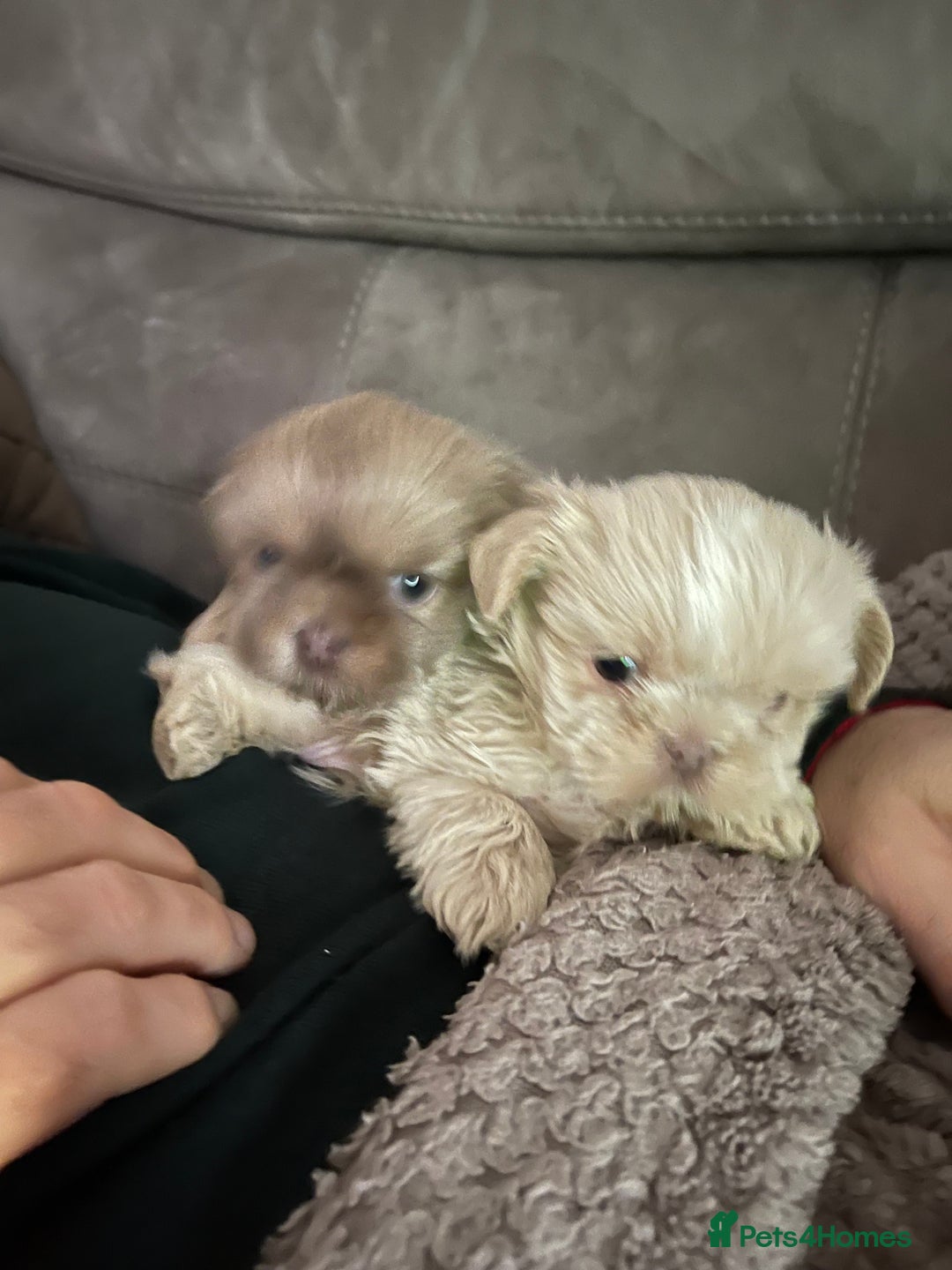 Shih Tzu dogs for sale: imperial karishishi shih tzu boys  - Image 4