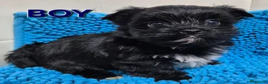 Yorkshire Terrier 1