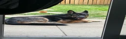 German Shepherd dogs for sale: German shepherd 6 year old male - Advert 2