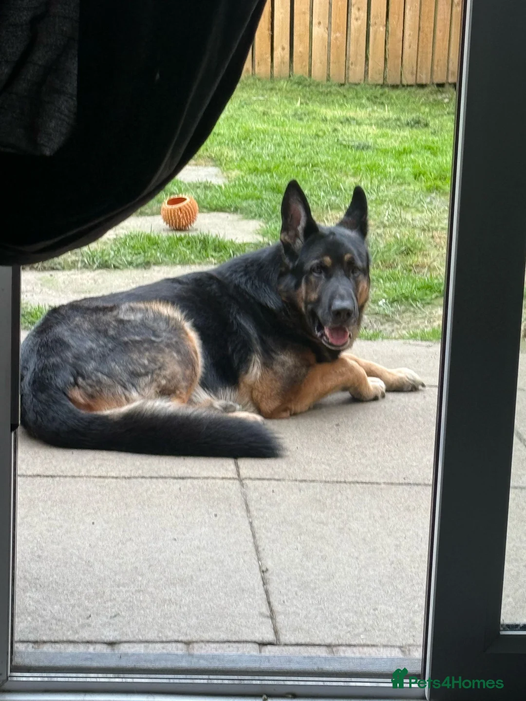 German Shepherd dogs for sale: German shepherd 6 year old male - Advert 2