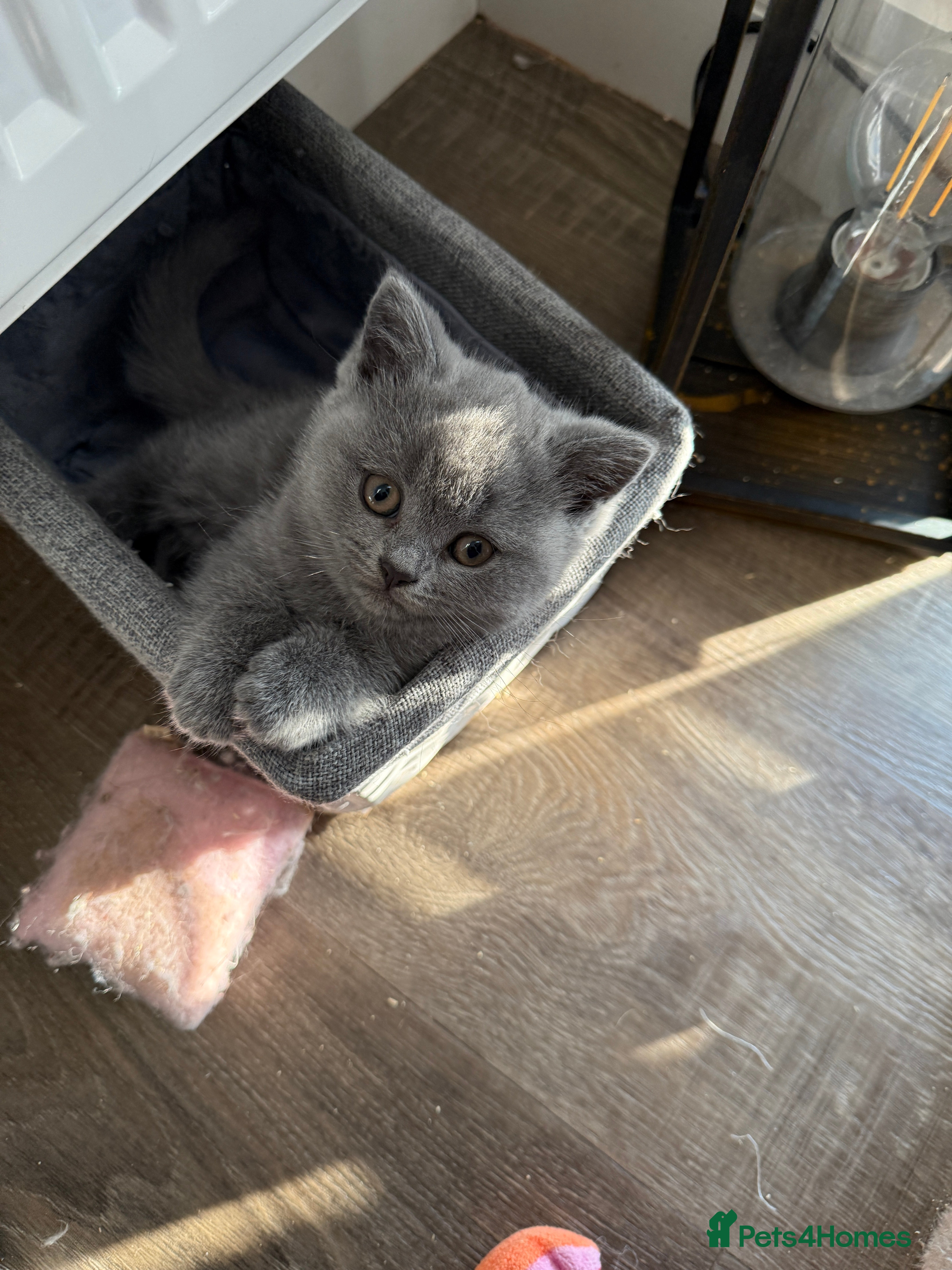 British Shorthair cats Beautiful British Blue Kittens - Advert 9