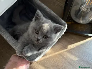 British Shorthair cats Beautiful British Blue Kittens - Advert 9
