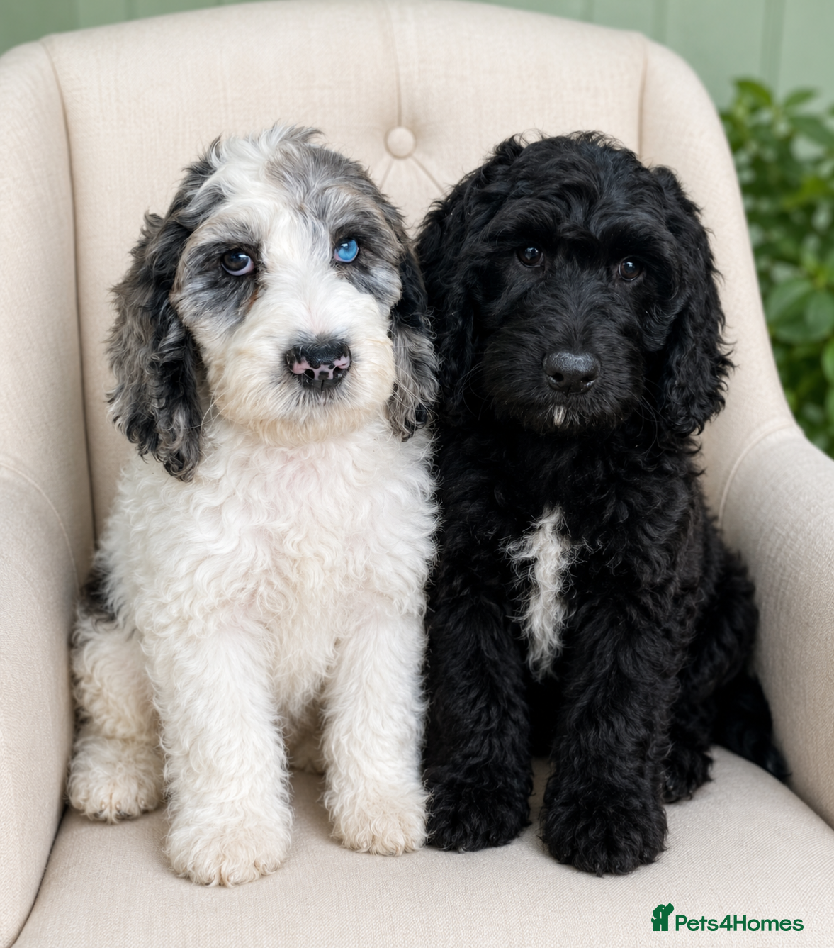 Cockapoo dogs SPECIAL COCKAPOO PUPS,LAST 2 PUPS. LARGE REDUCTION - Advert 5