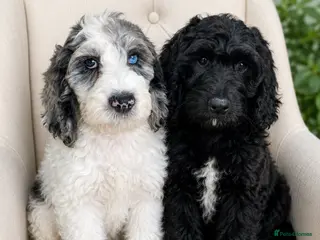 Cockapoo dogs SPECIAL COCKAPOO PUPS,LAST 2 PUPS. LARGE REDUCTION - Advert 5