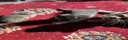 Mixed Breed cats for sale: Beautiful Half Maincoon/NorwegianFC X Russian Blue - Advert 3