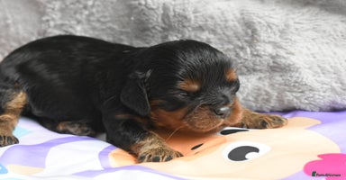 Cavalier King Charles Spaniel dogs - Advert 9