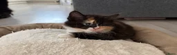 Mixed Breed cats for sale: Beautiful mixed-breed kittens! - Advert 28