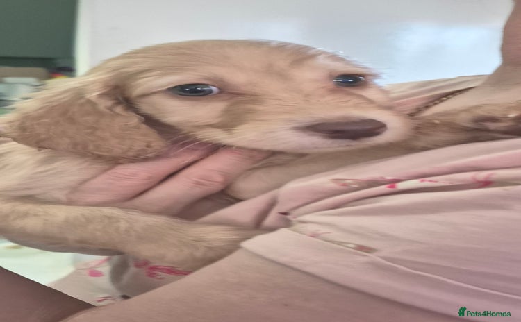 Irish Doodle dogs Beautiful Irish doodles for sale - Advert 1