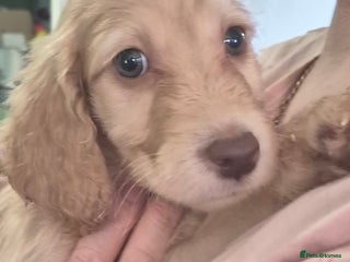 Irish Doodle dogs Beautiful Irish doodles for sale - Advert 1