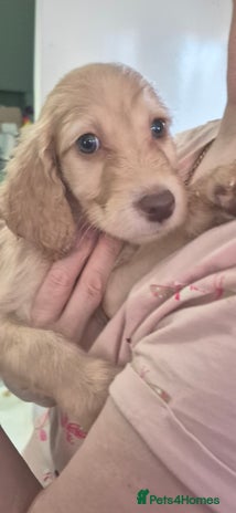 Irish Doodle dogs Beautiful Irish doodles for sale - Advert 1