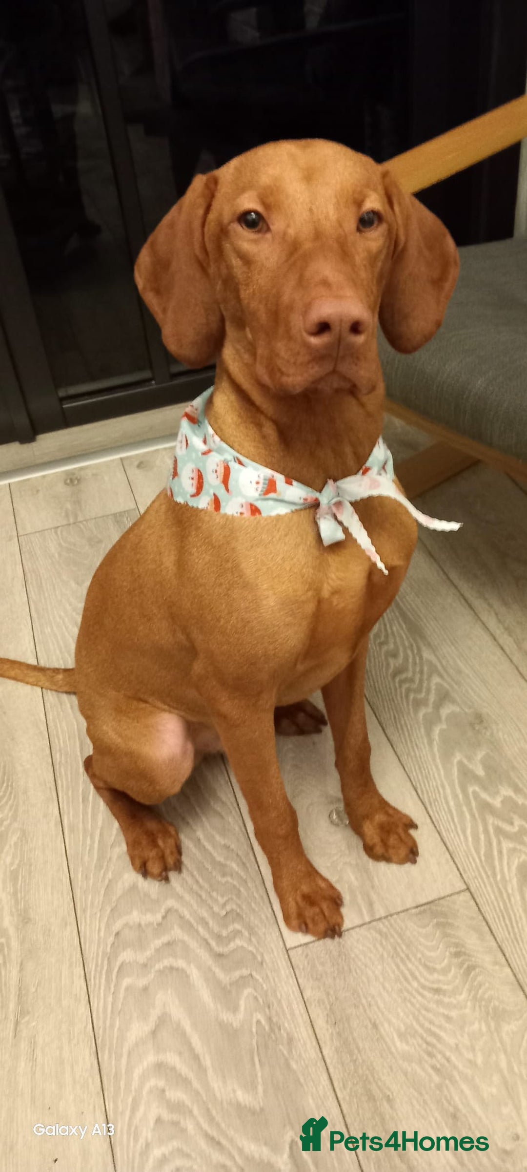Hungarian Vizsla dogs for sale: Hungarian Vizsla - Male - 8 Months old - Advert 4