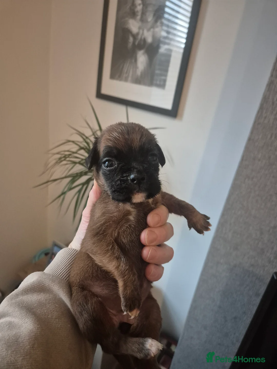 Boxer dogs for sale: STUNNING KC BOXER PUPPIES WITH CHAMPION BLOODLINES - Advert 2