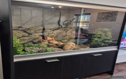 Snake reptiles for sale: Ball python and full vivarium - Image 9