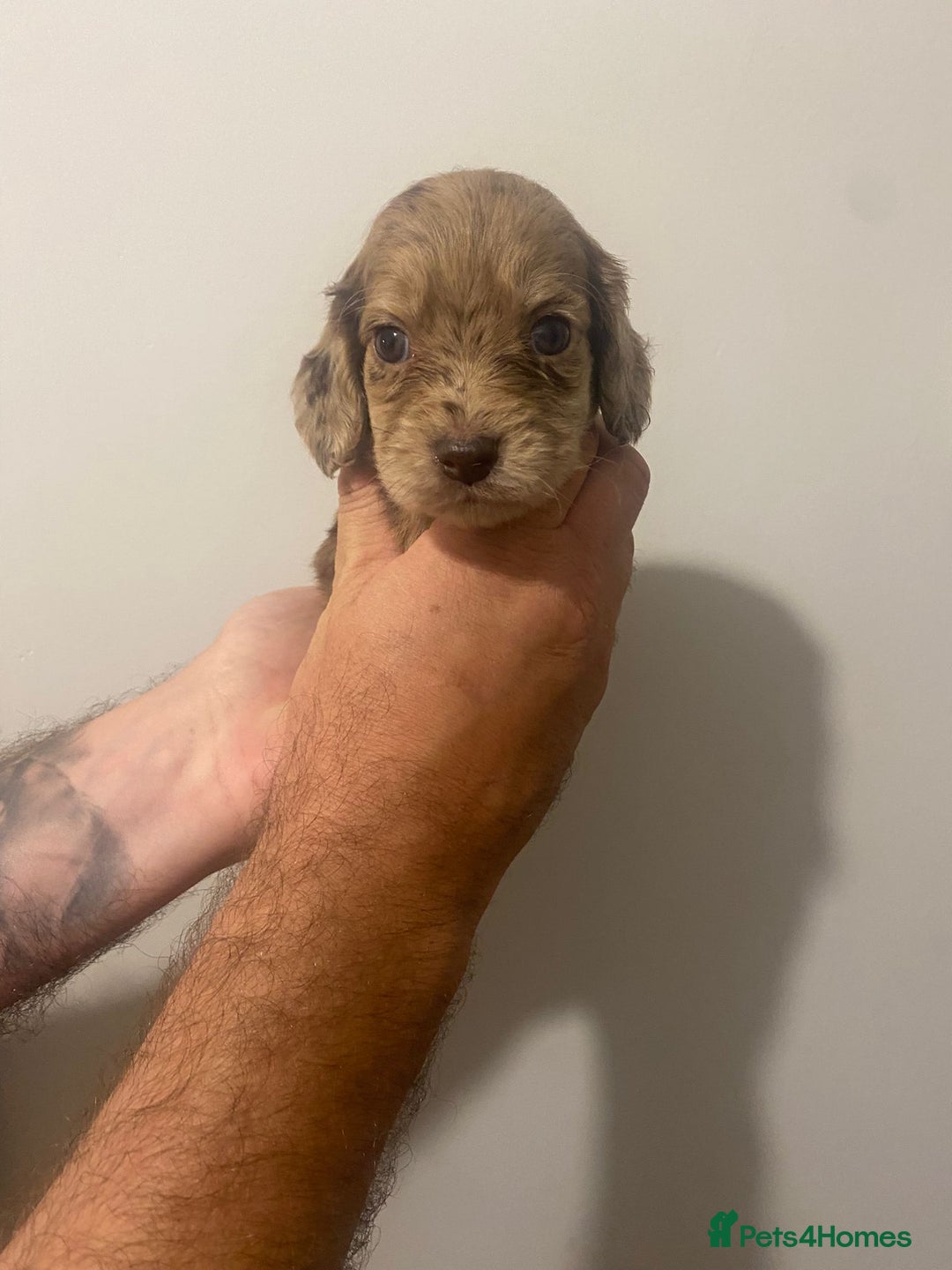 Cocker Spaniel dogs for sale: Working Cocker Spaniels - Image 3