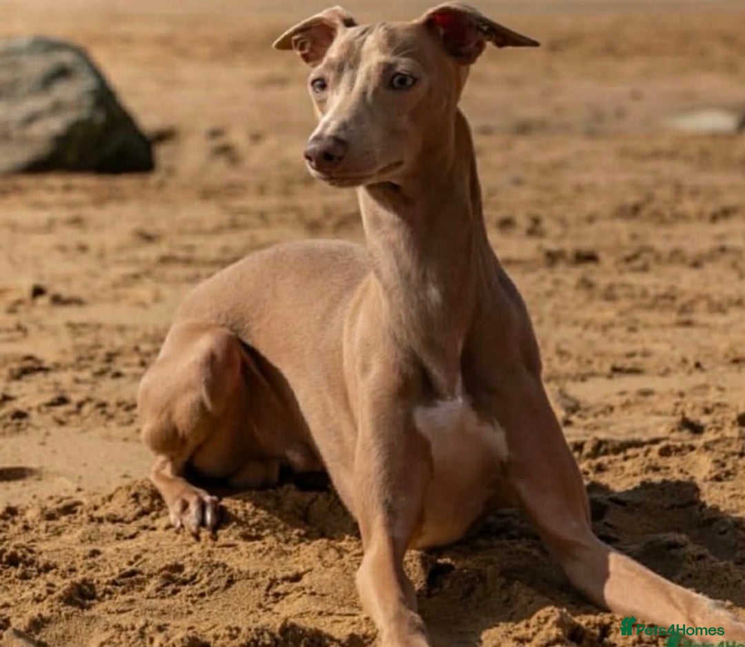Mixed Breed dogs for sale: Italian Greyhound cross Whippet/Italian Greyhound  - Advert 4