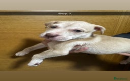 Mixed Breed dogs for sale: Puppies for sale  - Image 29