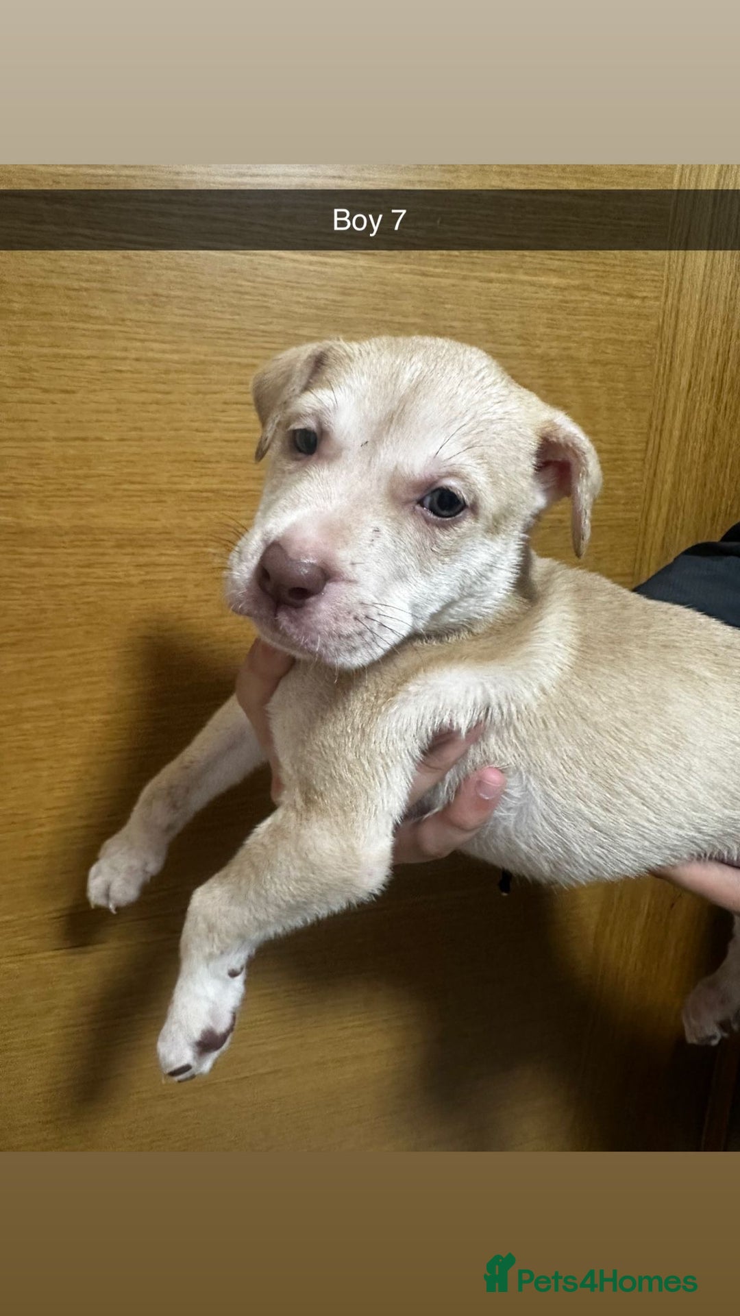 Mixed Breed dogs for sale: Puppies for sale  - Image 29