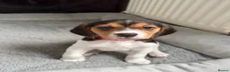 Beagle dogs for sale: Beagle puppies 🐶🐾 - Advert 5