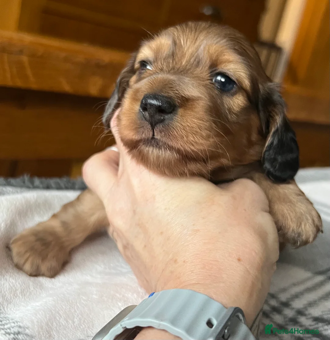 Miniature Dachshund dogs for sale: Long haired red miniature Dachshund puppies in Worthing - Advert 4
