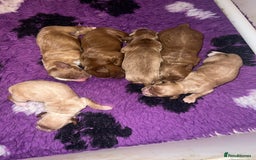 Cockapoo dogs for sale: 🐾 F1 Cockapoo Puppies 🐾 - Image 8