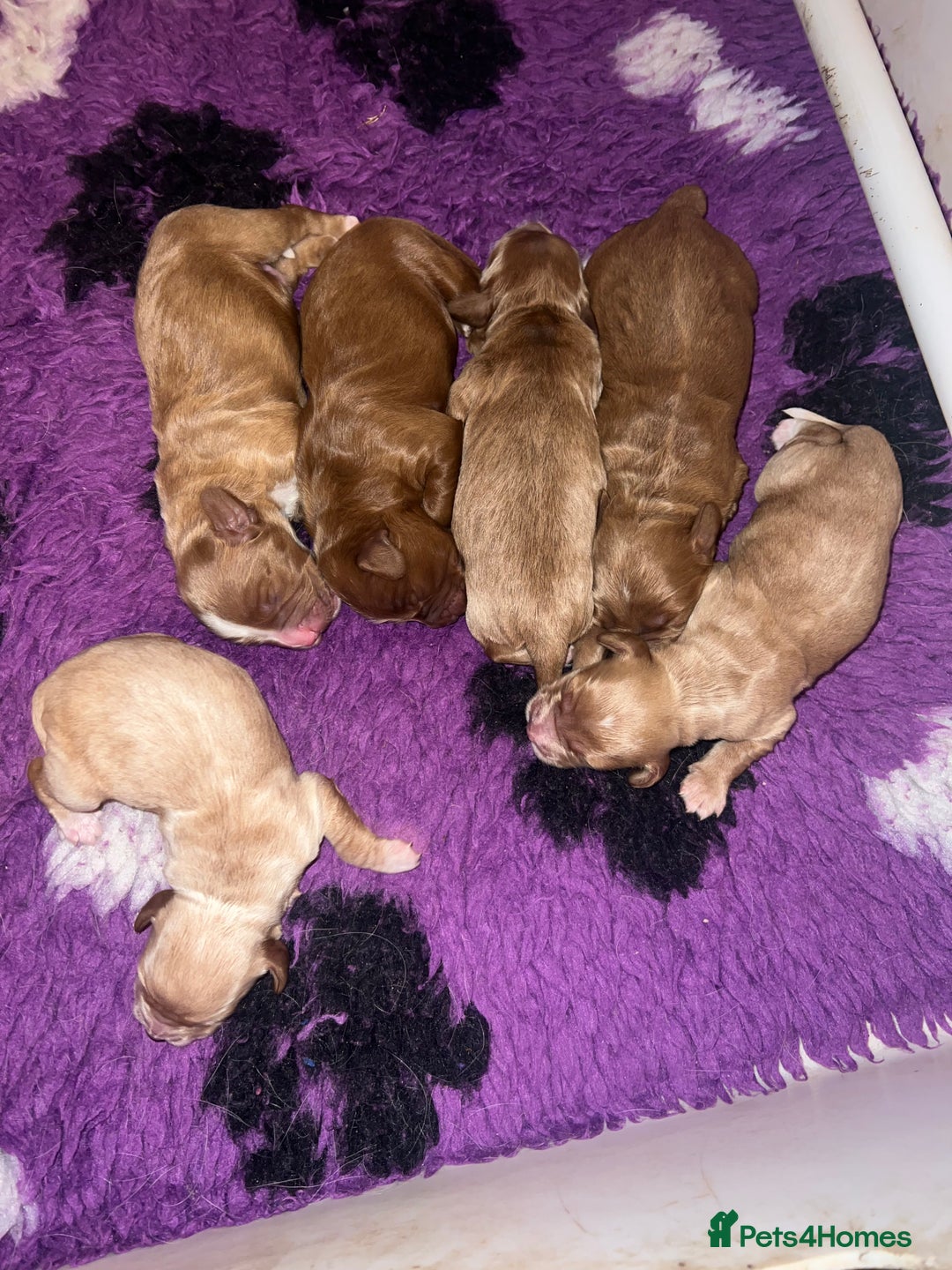 Cockapoo dogs for sale: 🐾 F1 Cockapoo Puppies 🐾 - Image 8