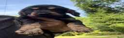 Cocker Spaniel dogs for sale: Show type cocker spaniels  - Advert 18