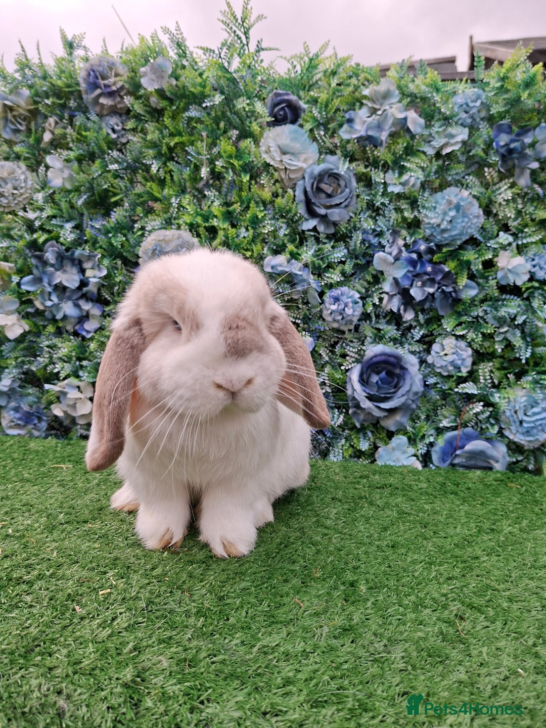 Mini Lop rabbits for sale: Lilac frost point mini lop buck  - Advert 2