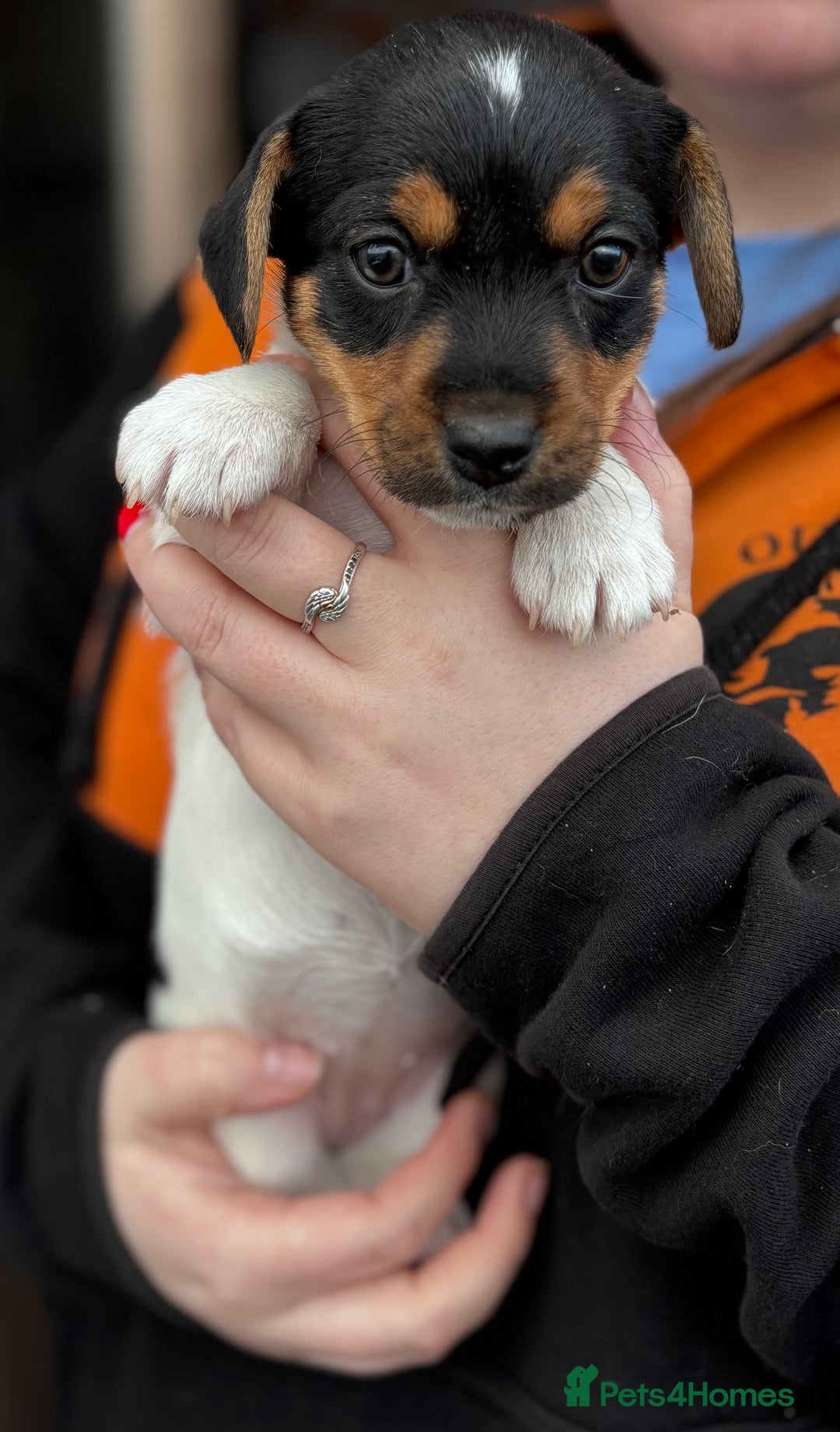 Jack Russell dogs for sale: Jack Russell puppies  - Advert 11