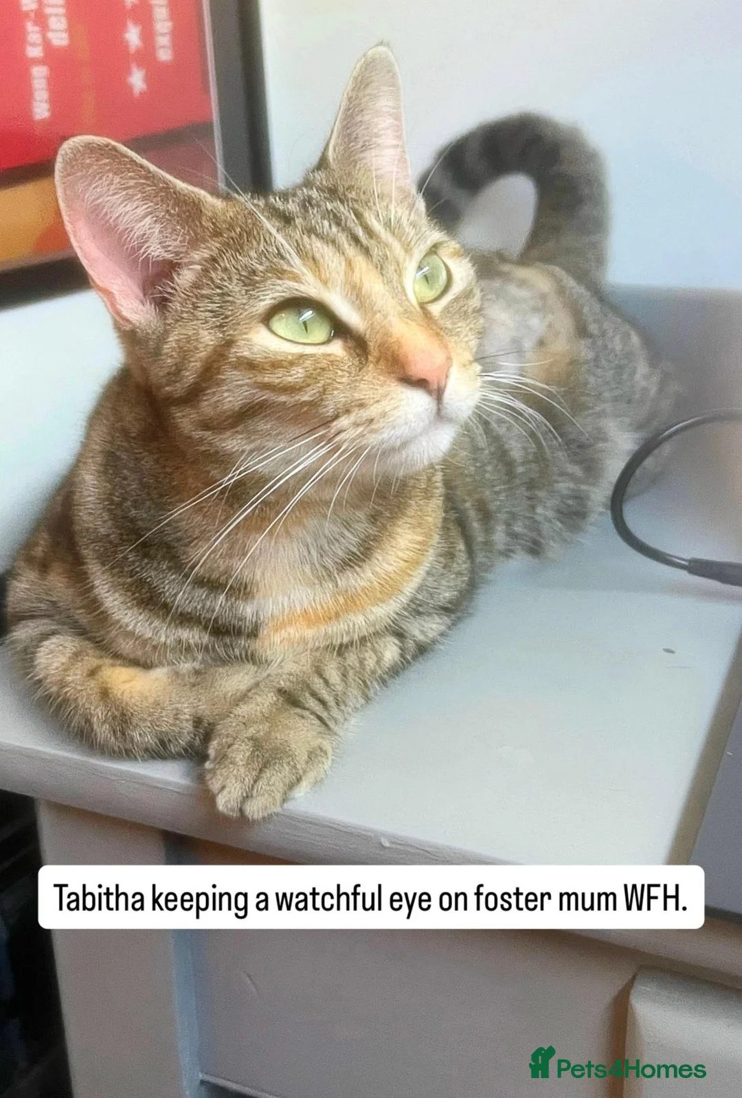 Domestic Shorthair cats for adoption: No drama mama’s looking for cat loving home  in London - Advert 2