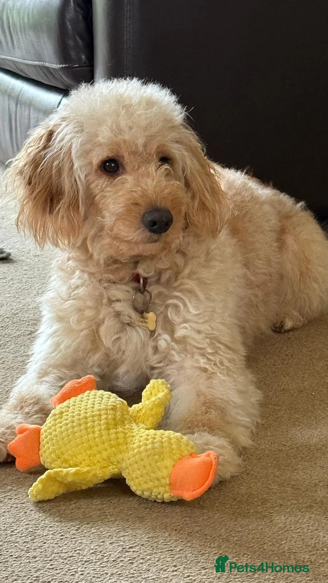 Cockapoo dogs for sale: Clover The Cockapoo Looking for a Home - Advert 2