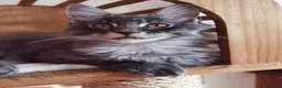 Maine Coon cats for sale: Beautiful Maine Coon kitten - Advert 4