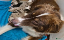 Australian Shepherd dogs for sale: Champion kc registerd pups - Image 6