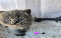 British Shorthair cats for sale: A charming kitten will be available in December. - Image 18
