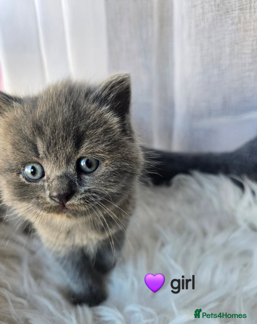 British Shorthair cats for sale: A charming kitten will be available in December. - Image 18