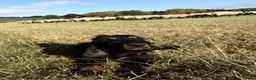 Cockapoo dogs for sale: Health tested F1 Cockapoos  - Advert 4
