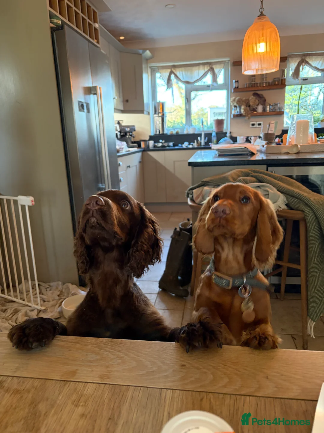 Cocker Spaniel dogs for sale: Beautiful boy remaining Cocker Spaniel Puppies  - Advert 7
