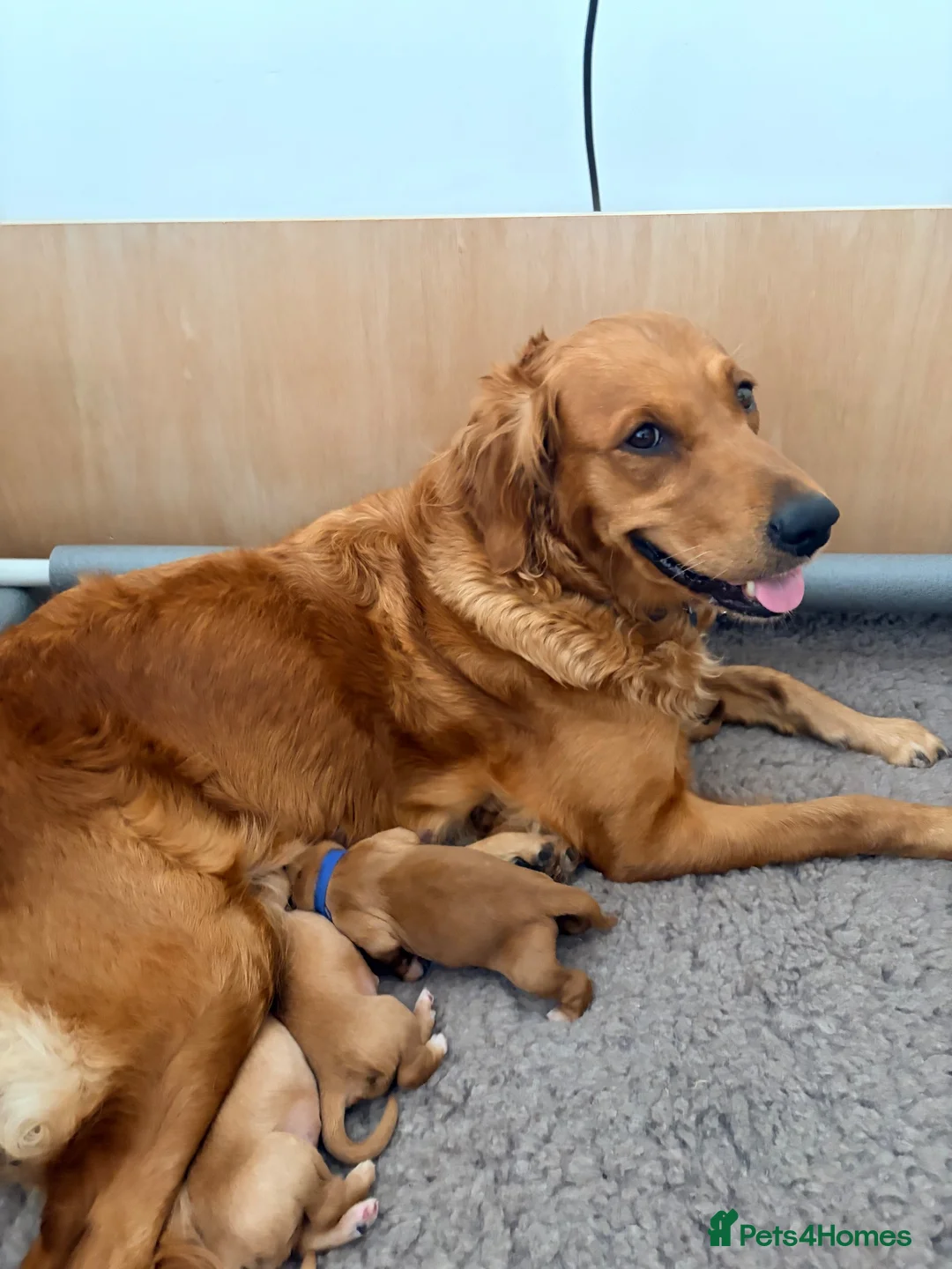 Golden Retriever dogs for sale: Beautiful KC Golden Retriever puppies for sale in Brackley - Advert 2