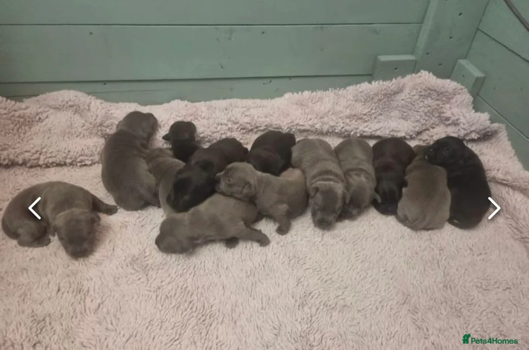 Staffordshire Bull Terrier dogs for stud: VALGLO TOP GUN -BLUE CARRIER in Dudley - Advert 13