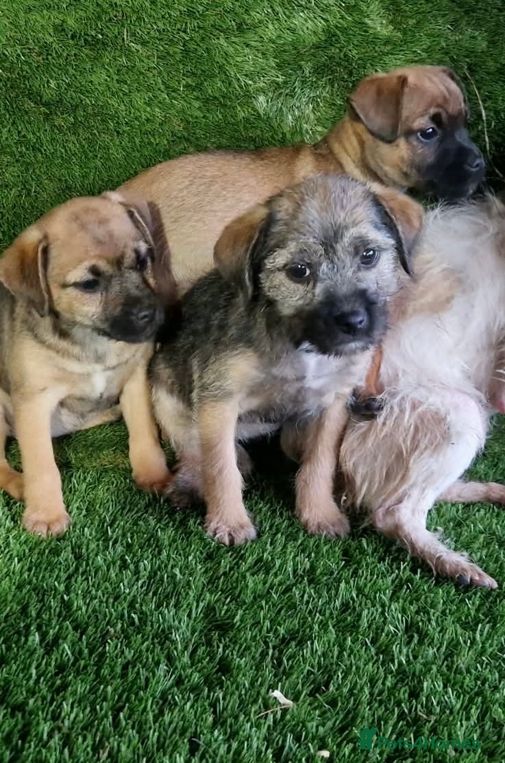 Mixed Breed dogs for sale: Border terrier cross jack russel puppies  - Advert 2