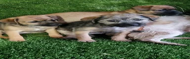 Mixed Breed 3