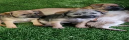 Mixed Breed dogs for sale: Border terrier cross jack russel puppies  - Advert 2