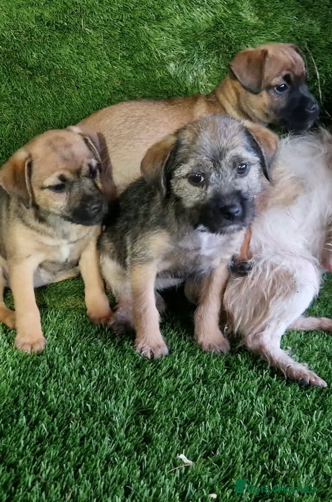Mixed Breed dogs for sale: Border terrier cross jack russel puppies  - Advert 2