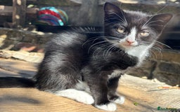 Mixed Breed cats for sale: Beautiful kittens looking for there forever home  - Image 9