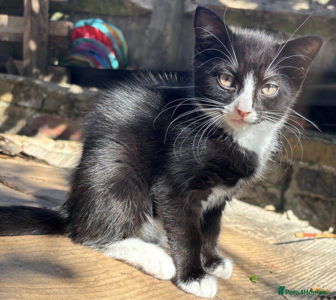 Mixed Breed cats for sale: Beautiful kittens looking for there forever home  - Image 9