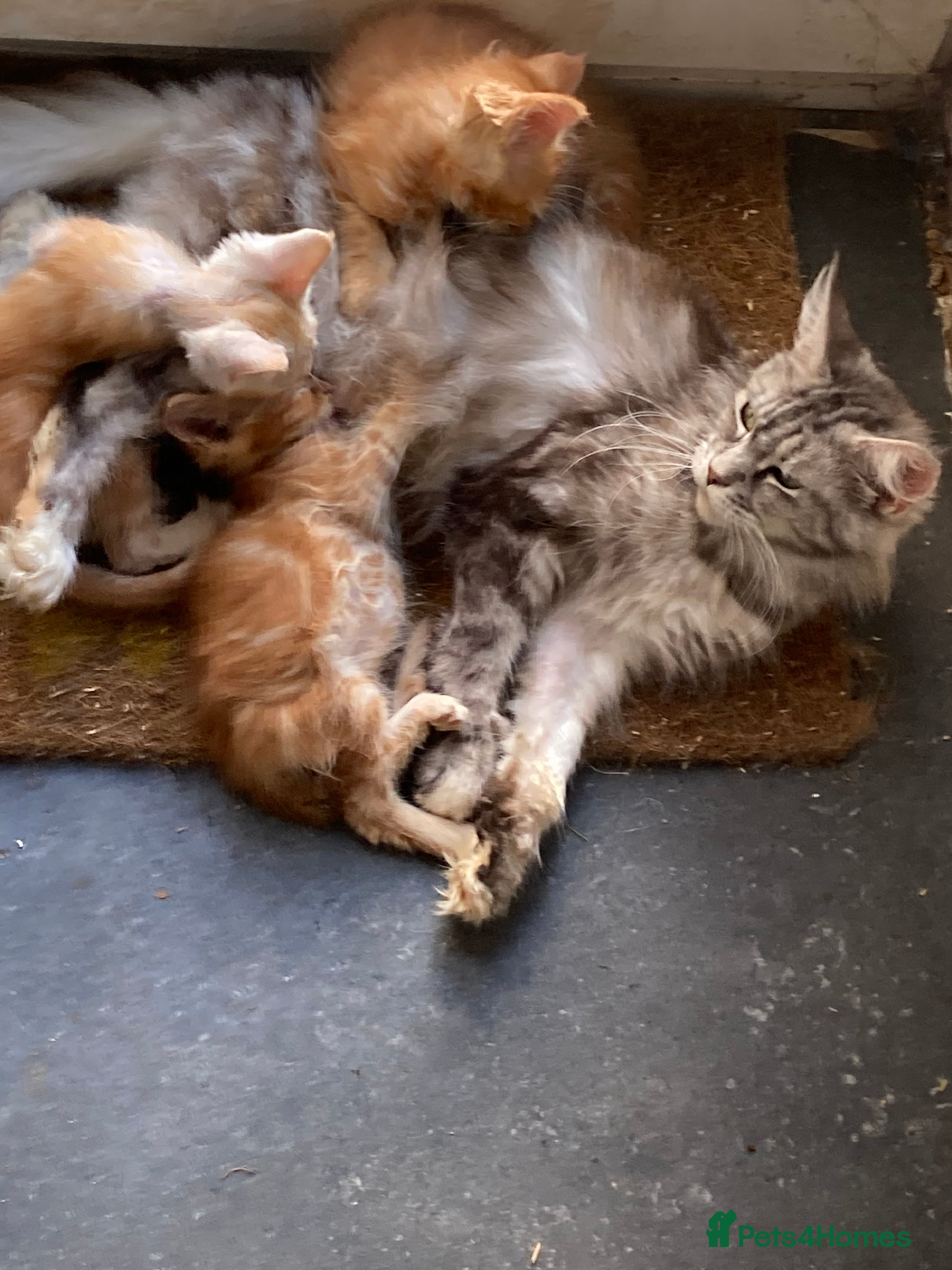 Maine Coon cats Red Maine Coon kittens  - Advert 14