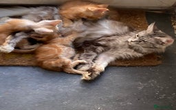 Maine Coon cats for sale: Red Maine Coon kittens  - Advert 1