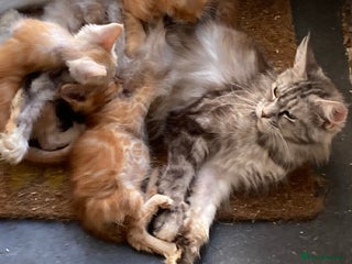 Maine Coon cats for sale: Red Maine Coon kittens - Advert 1