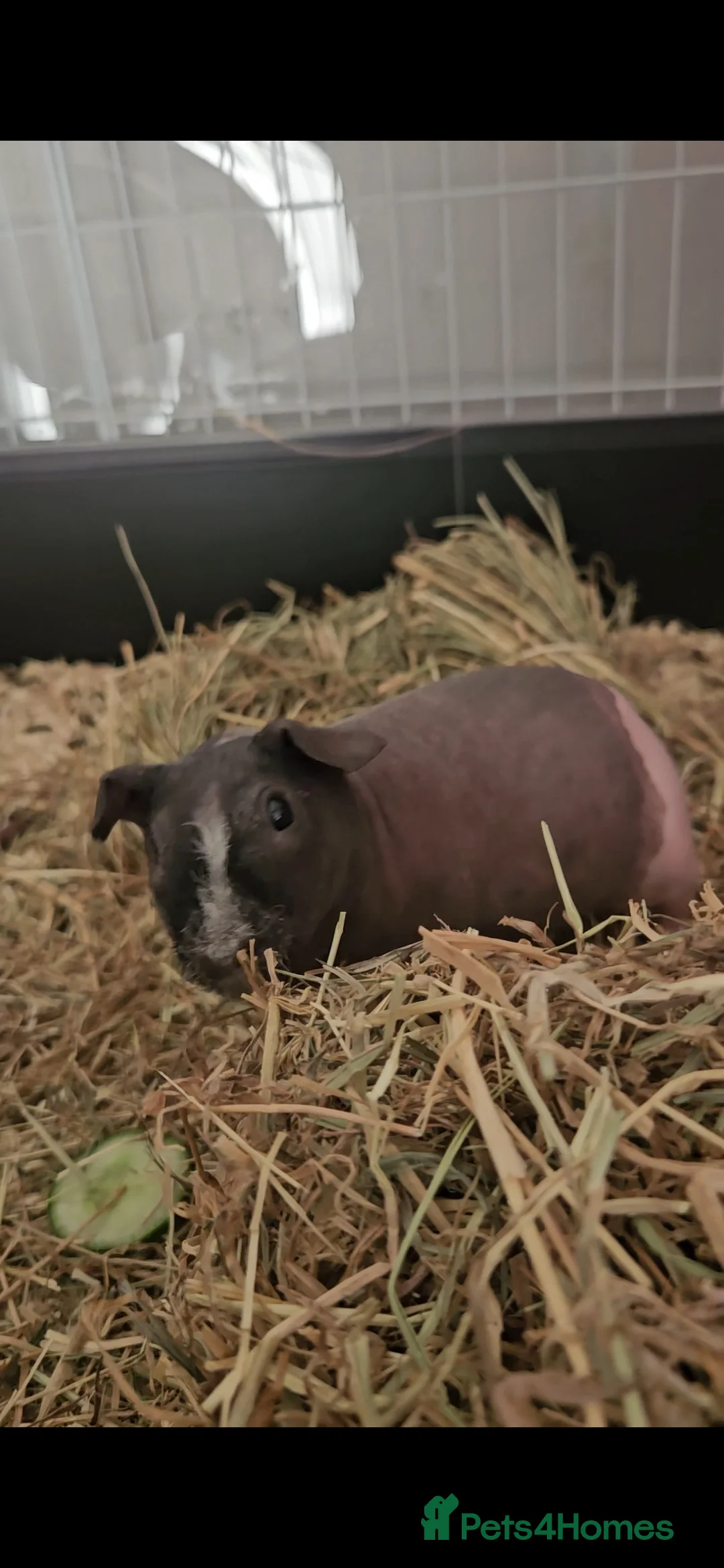 Guinea Pig rodents for sale: 2x skinny pigs plus full set up - Advert 6