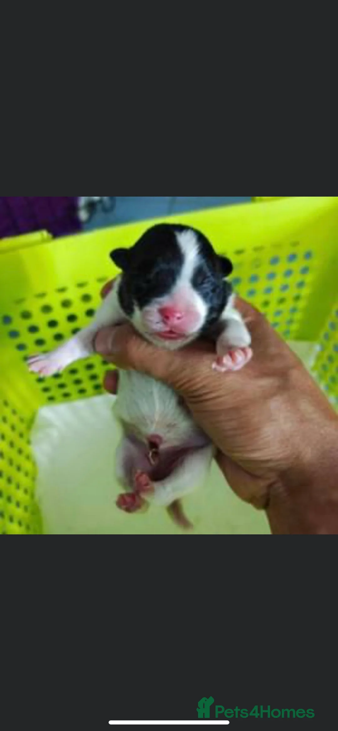 Pomeranian dogs for stud: Tiny Lilac Parti Carrying Tan points in Dartford - Advert 7